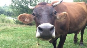 Домашние животные, откуда берется молоко, корова в деревне