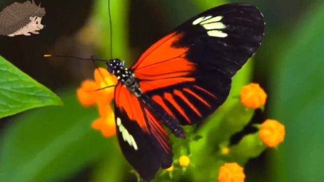 ВЕСЕЛАЯ ФЕРМА - ЗВУКИ ЖИВОТНЫХ - СВИНЯ, СОБАКА, КОРОВА, ОБЕЗЬЯНА, УТКА смотреть онлайн