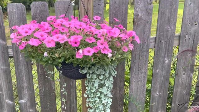Update on my Supertunia vista bubblegum 🌸 смотреть онлайн