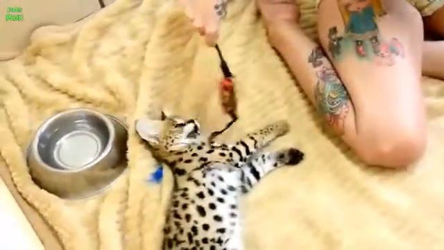 Милые экзотические животные 2013 смотреть онлайн