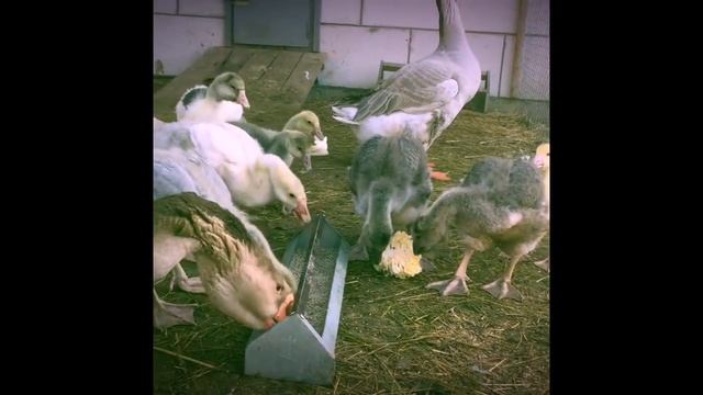 Холмогорские гусята