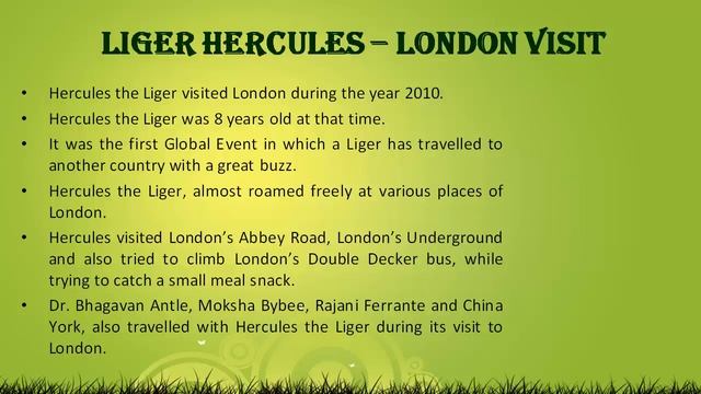 Liger Hercules - London Visit смотреть онлайн