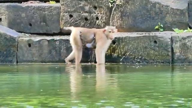 Обезьянки смотреть онлайн