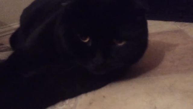 Добрый кот ? смотреть онлайн