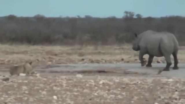 Львы против носорога Захватывающая битва1 смотреть онлайн