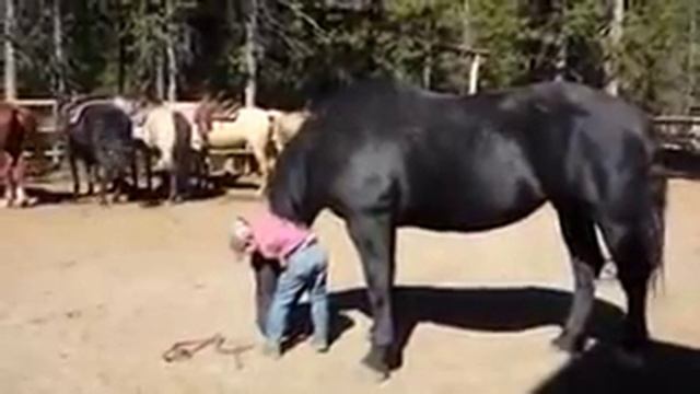 Умный лошадь смотреть онлайн