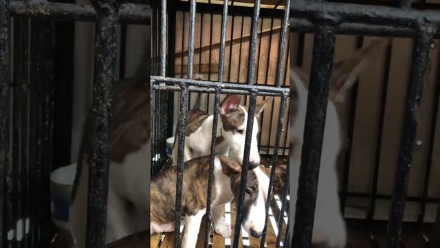 Intip kandang ternak Anjing Terrier dan Terpit Tasikmalaya смотреть онлайн