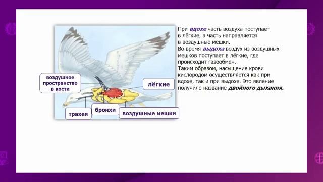 Биология. 7 класс. Органы дыхания позвоночных животных смотреть онлайн