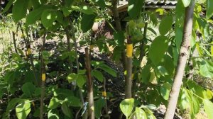 Прививки хурмы,продолжение