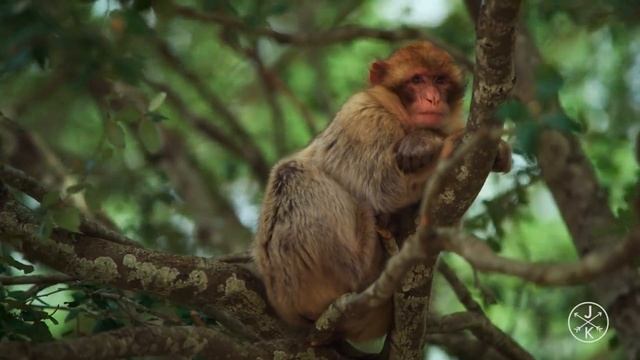 ПОЧЕМУ ЕДА ЭТО ЛОЖЬ/ ВСЕ ЛЮДИ АМОРФНЫ/ ПОЧЕМУ СЫРОЕДЕНИЕ ЭТО ШАБЛОН
