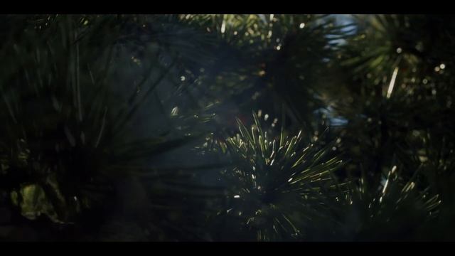 BMPCC 4k + Leica Macro Elmarit R  60mm F/2.8