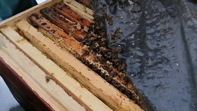 Зимовка на сетчатом дне в - 30. Боятся ли пчелы холода смотреть онлайн