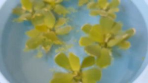 Пистия , надводное аквариумное растение