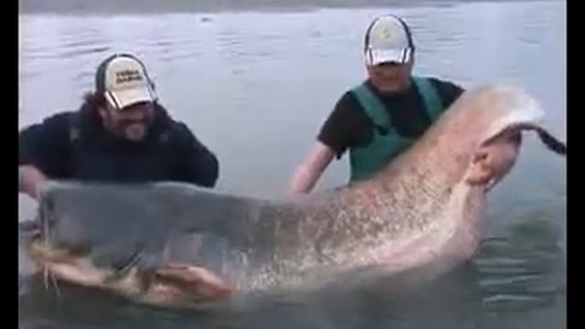 Крупный сом смотреть онлайн