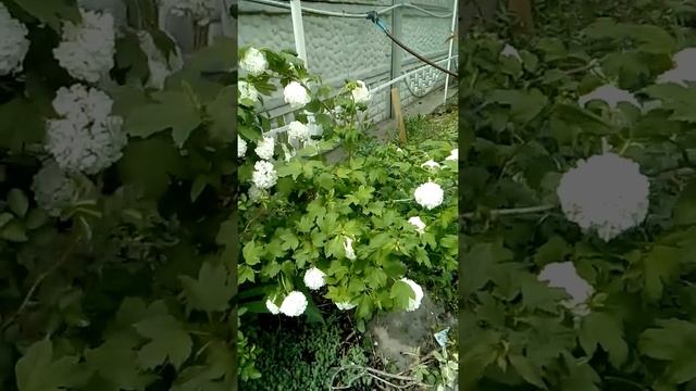 Бульденеж - декоративная калина с белыми шапками соцветий!!! смотреть онлайн