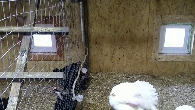 Наш птичник