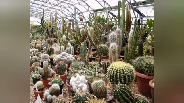 Топ - 10 комнатных растений которые должны расти у каждого смотреть онлайн