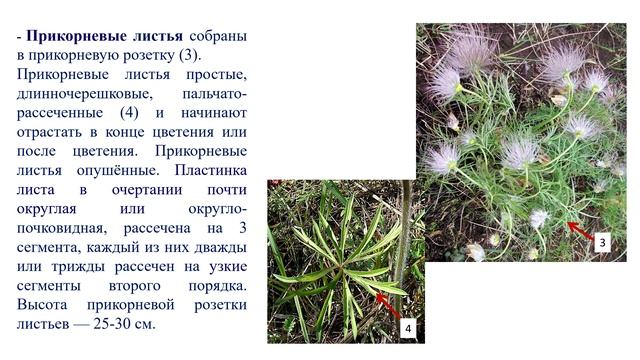 2.2. ПРОСТРЕЛ УЗКОЛИСТНЫЙ смотреть онлайн
