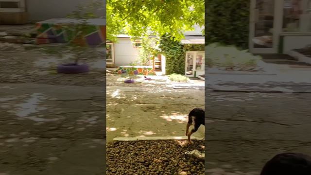 Дрессировка собак.
Щенок заходит и выходит только после разрешающей команды!