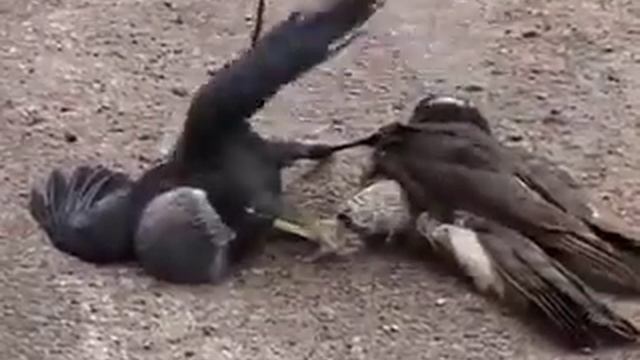 Ворон против сокола смотреть онлайн