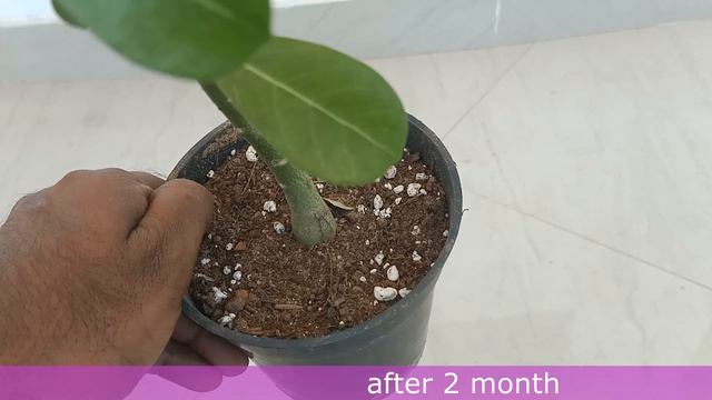 ADENIUM ROOT TRAINING EASY METHERD അഡീനിയം ബോൺസായ് റൂട്ട്  ട്രെയിനിങ് രീതി