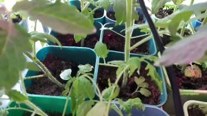 Тянутся томаты, 13 04 22 г, что делать?