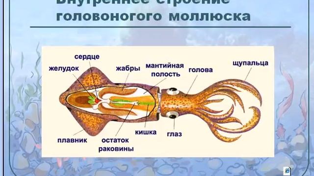 Головоногие моллюски Осьминоги и кальмары смотреть онлайн