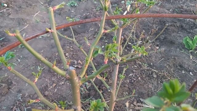 Мускусный гибрид розы Динки после обрезки??? смотреть онлайн