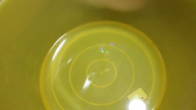 ДНЕВНИК ПОХУДЕНИЯ?взяли котёнка?отчёт по весу?