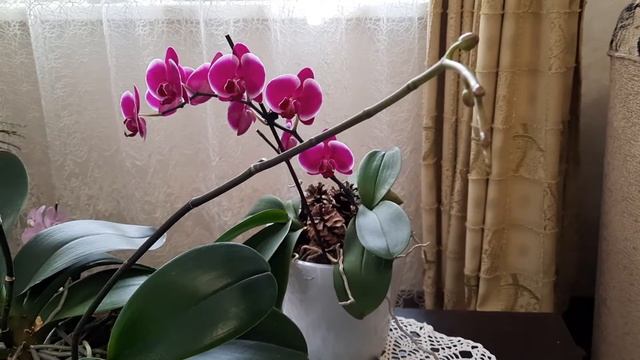 Что надо сделать , если сломался цветонос? смотреть онлайн