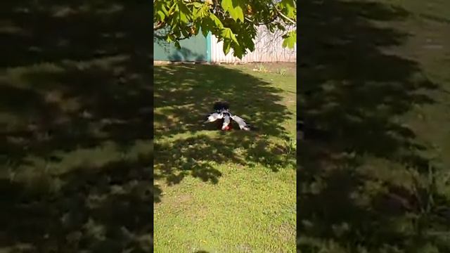 Селезень опускает Петуха... смотреть онлайн