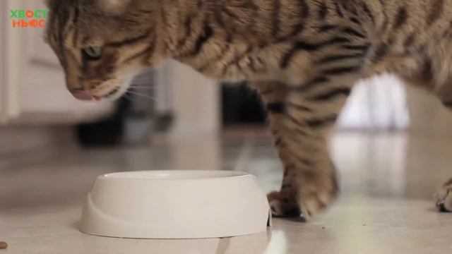 Можно ли котятам сухой корм? смотреть онлайн