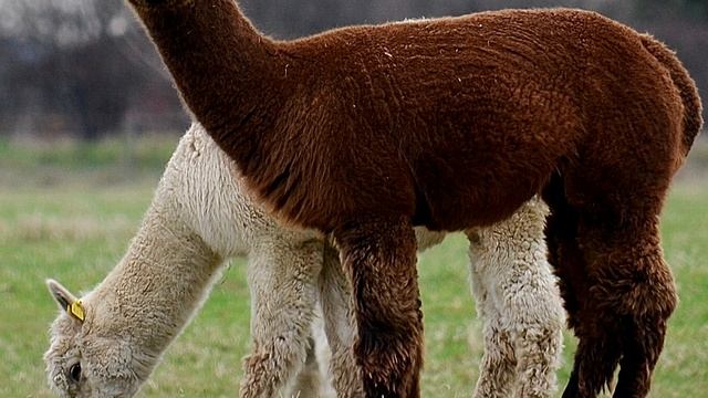 Альпака - интересные факты смотреть онлайн