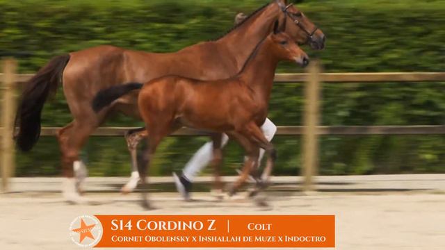 S14 Cordino Z (Cornet Obolensky x Inshallah de Muze x Indoctro) смотреть онлайн