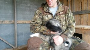 Выбор щенка лайки для охоты! Что нужно знать начинающему охотнику!