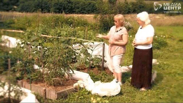 Дачные советы 03.08.17 смотреть онлайн