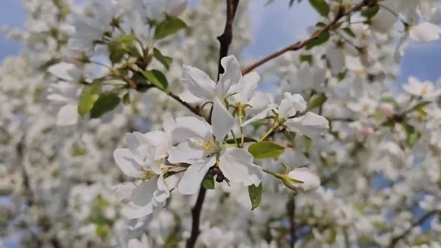 Природа Сибири, Весна. Релакс. (сьемка камерой samsung S23 ) смотреть онлайн