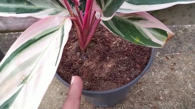 Stromanthe Triostar Plant care/ Best Indoor Perennial Plant Calathea Triostar смотреть онлайн