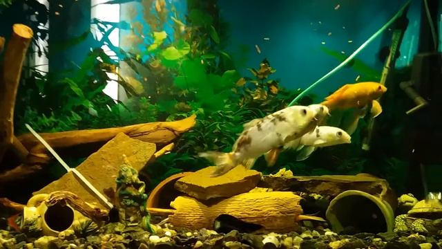 Аквариум 250 литров карпы кои смотреть онлайн