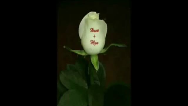 Говорящие цветы в Беларуси смотреть онлайн