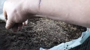 Часть 1. Сажаем клубнику семенами, Королева Елизавета 2.    Лёгкий и простой способ.