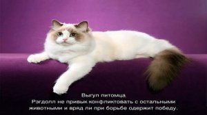 Рэгдолл (кошка): описание породы и характера