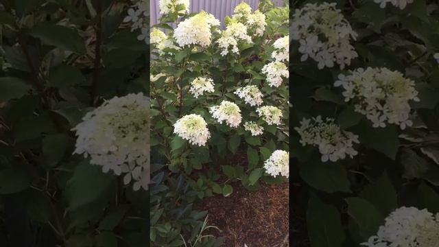 ГОРТЕНЗИЯ метельчатая "Phantom" ( Фантом ) смотреть онлайн