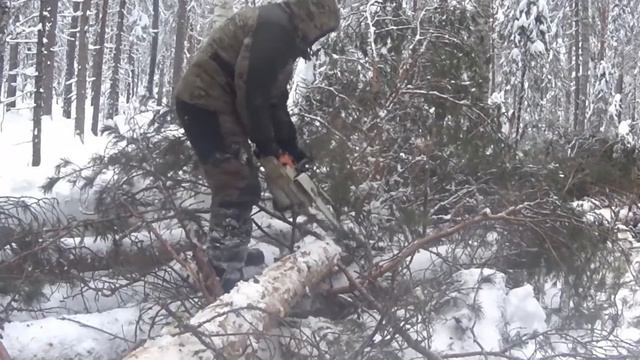 Stihl ms 260. Обрубка сучьев. Будни сучкоруба. смотреть онлайн