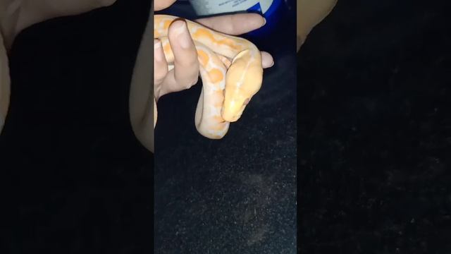 White Phase Reticulated Python #retic #reticulatuspython #reticulated #retic #reptile #whitephase смотреть онлайн