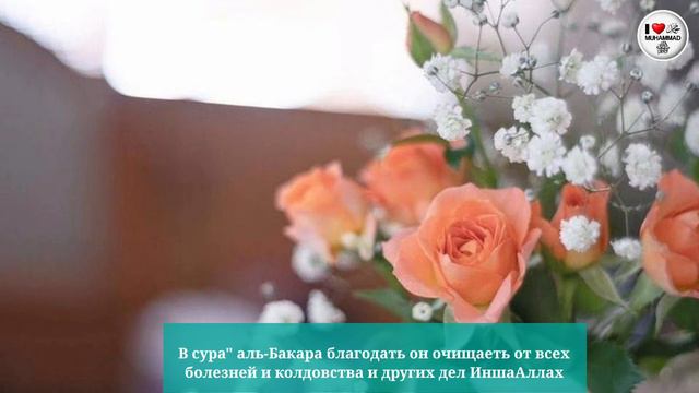 ШАЙХ АБУ АЛЬ-ИМАМ АДНАН АЛЬ-МАСКАРИ В СУРА " АЛЬ-БАКАРА БЛАГОТАТ смотреть онлайн
