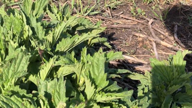 Якшимбетово.