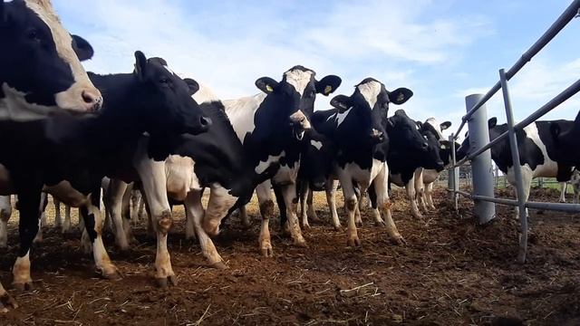 Продажа племенных нетелей и коров молочных пород. Продажа от 30 голов по РФ и СНГ. +7 (965) 6000-57 смотреть онлайн