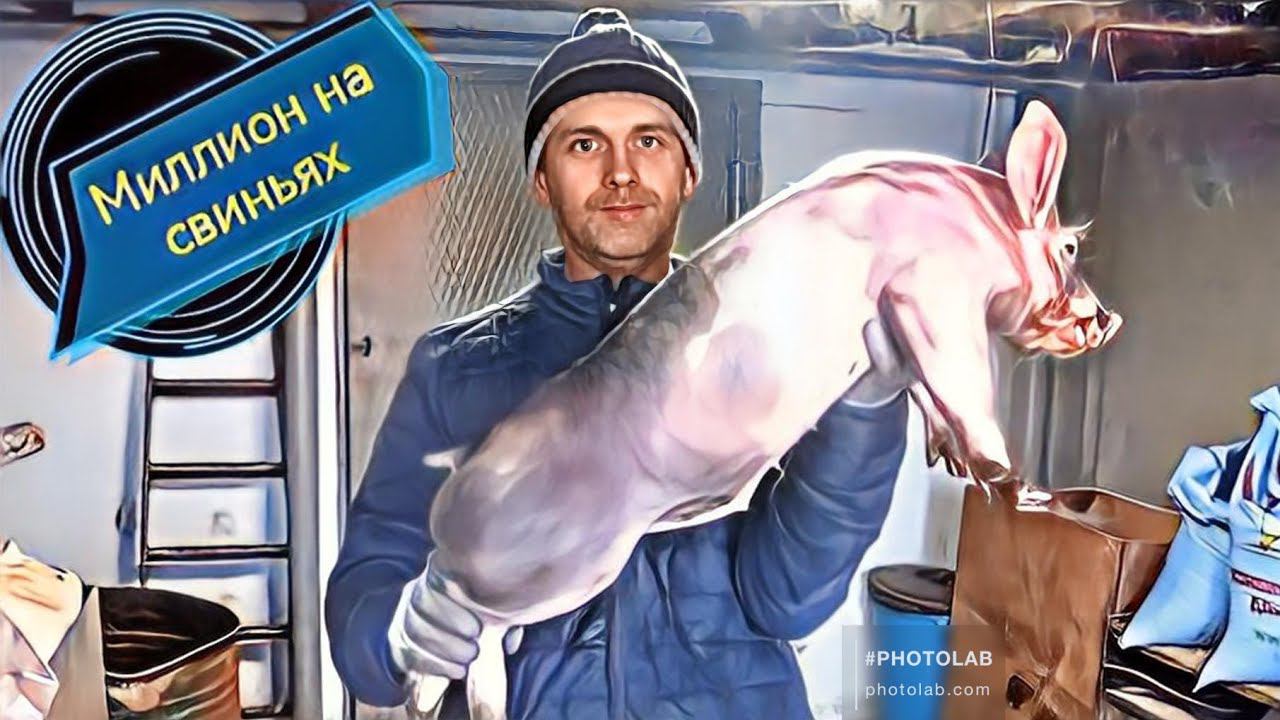 Забор анализов у свиней! смотреть онлайн