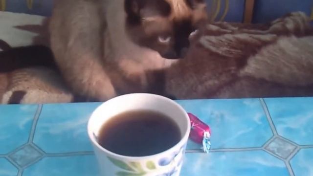 ПРИКОЛ ДНЯ Как правильно кормить кота! Прикол 2015. Самое смешное смотреть онлайн